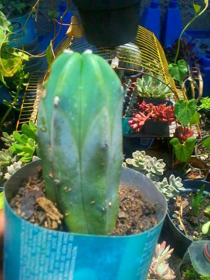 Myrtillocactus geometrizans 3