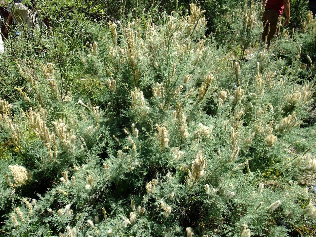 Miricaria germanica 11