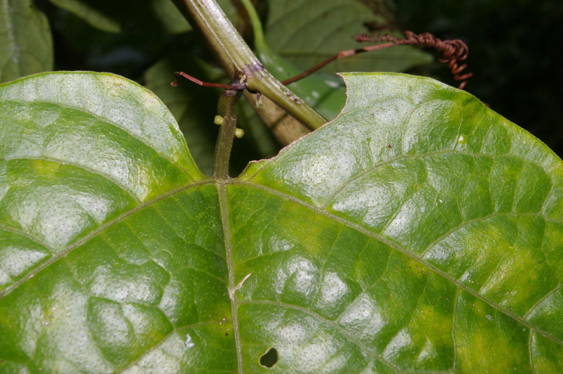 Passiflora 13