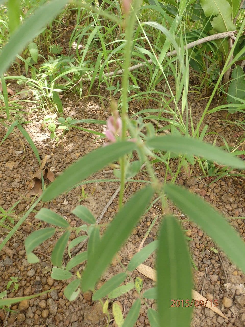 Tephrosia bracteolada