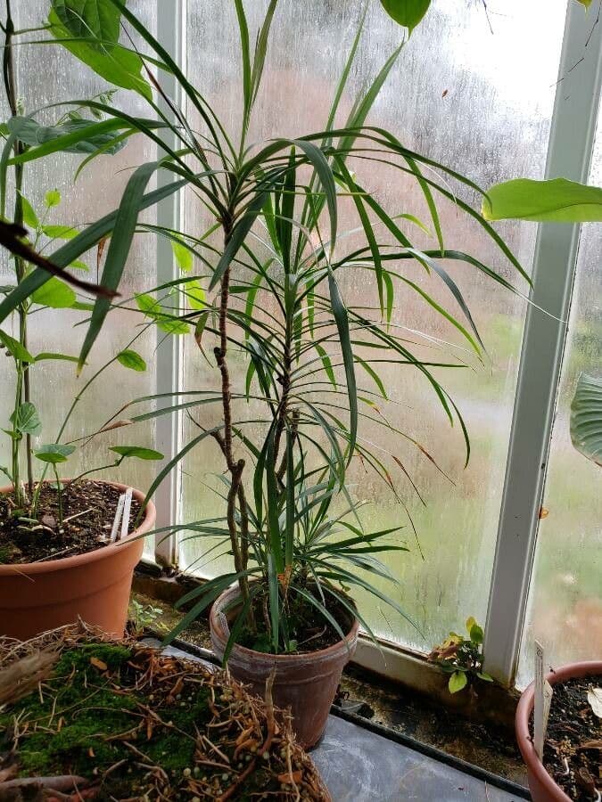 Cordyline stricta 11