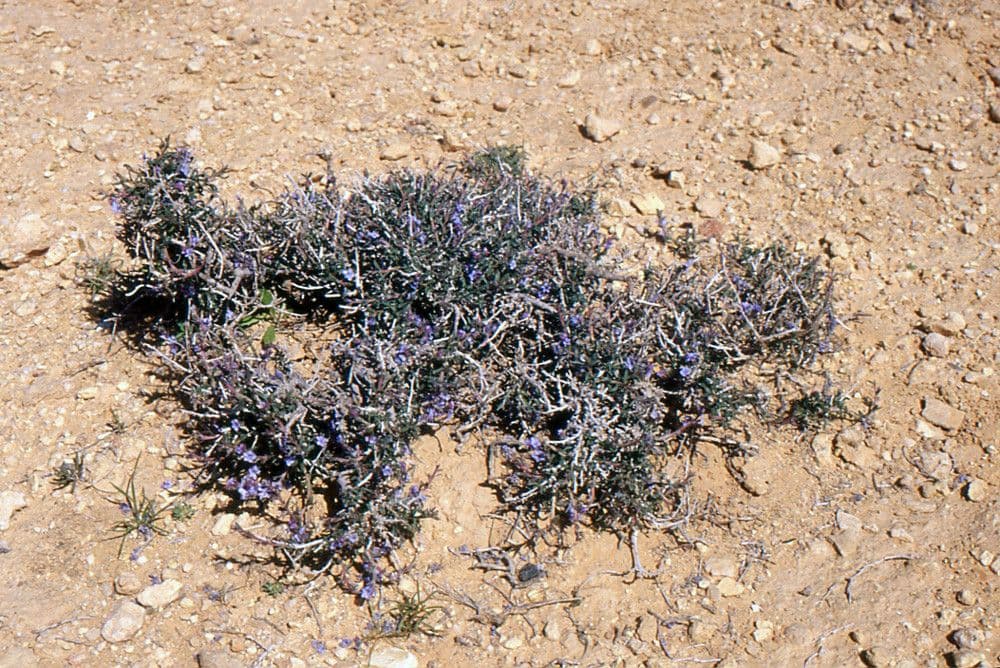 Echiochilon 7