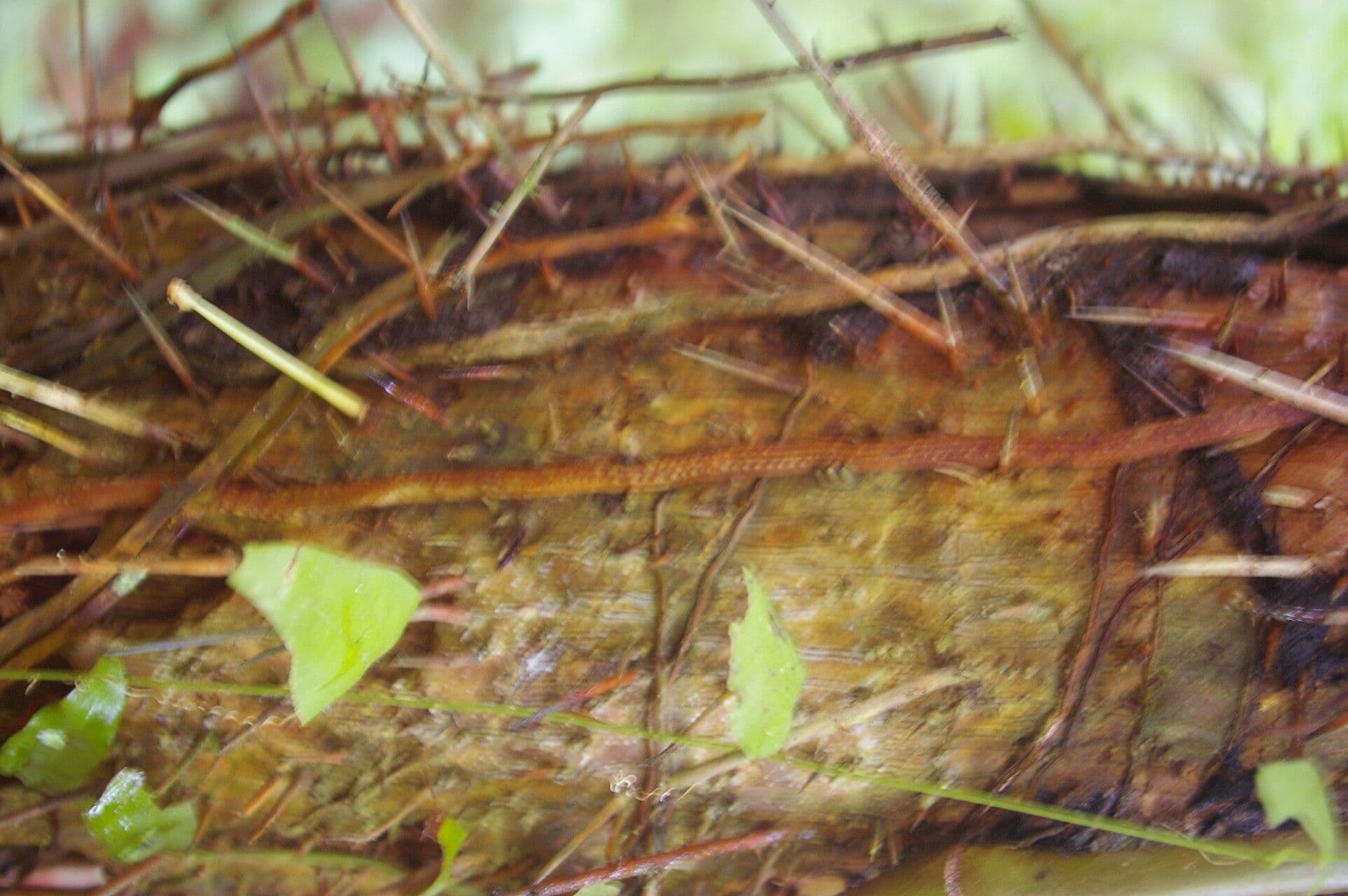 Cryosophila 15