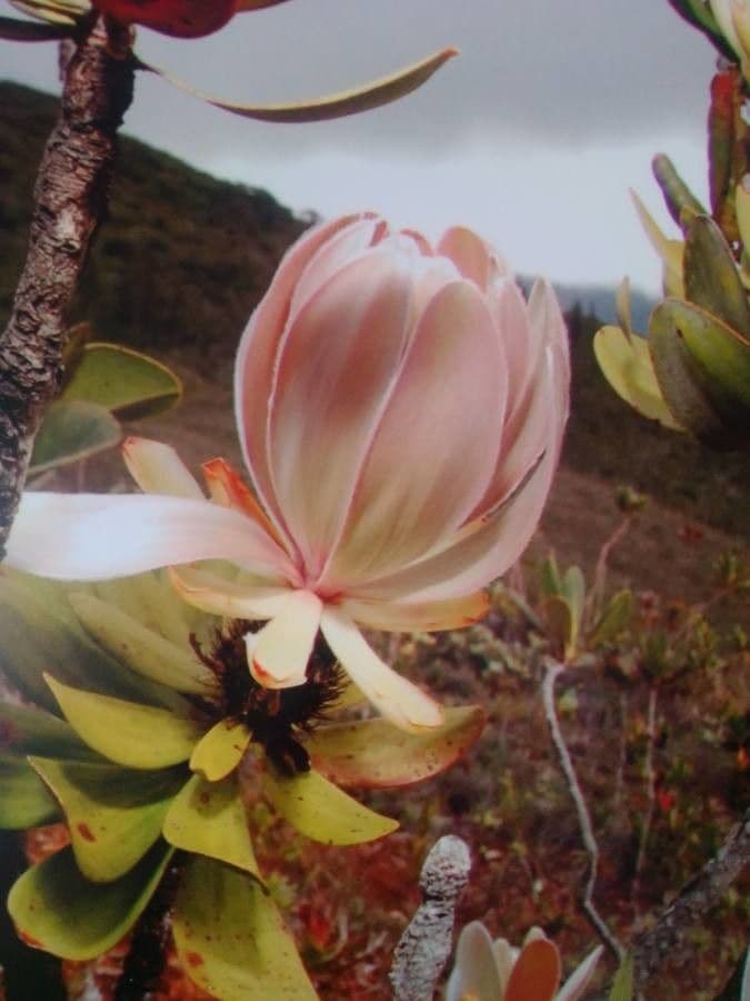 Melaleuca 17