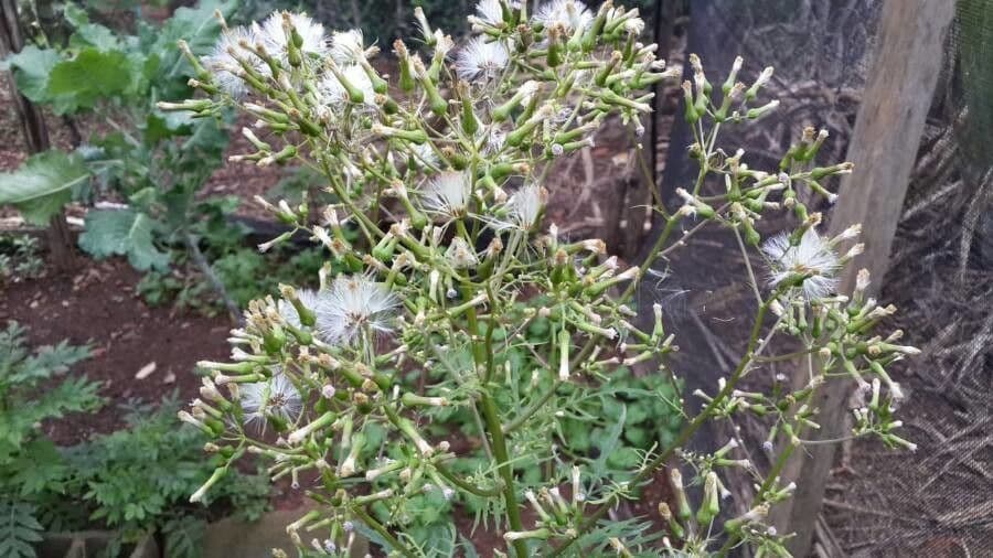 Erigeron di valeriana