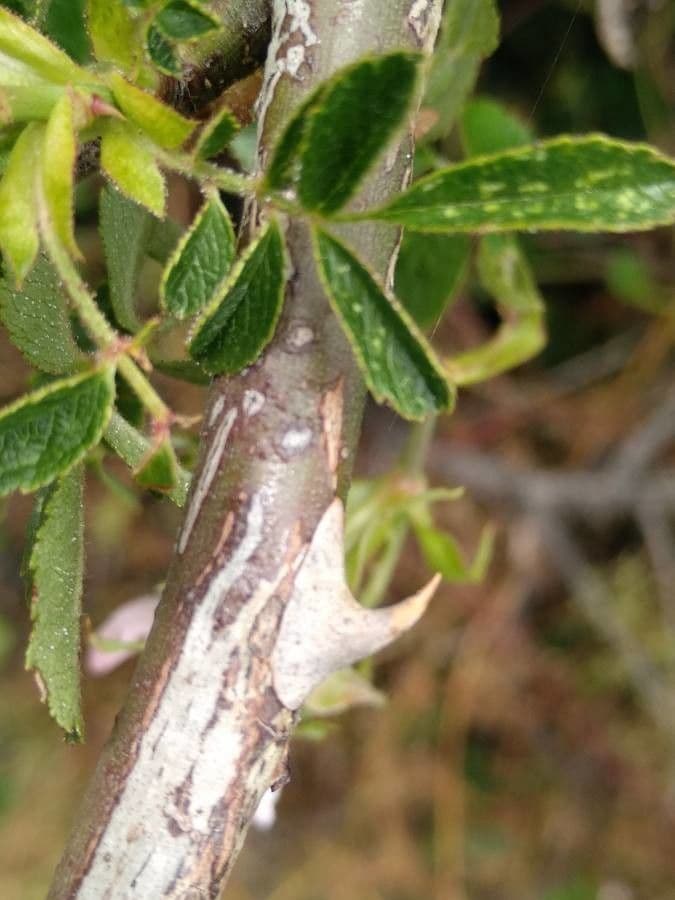 Rosa selvatica comune 22