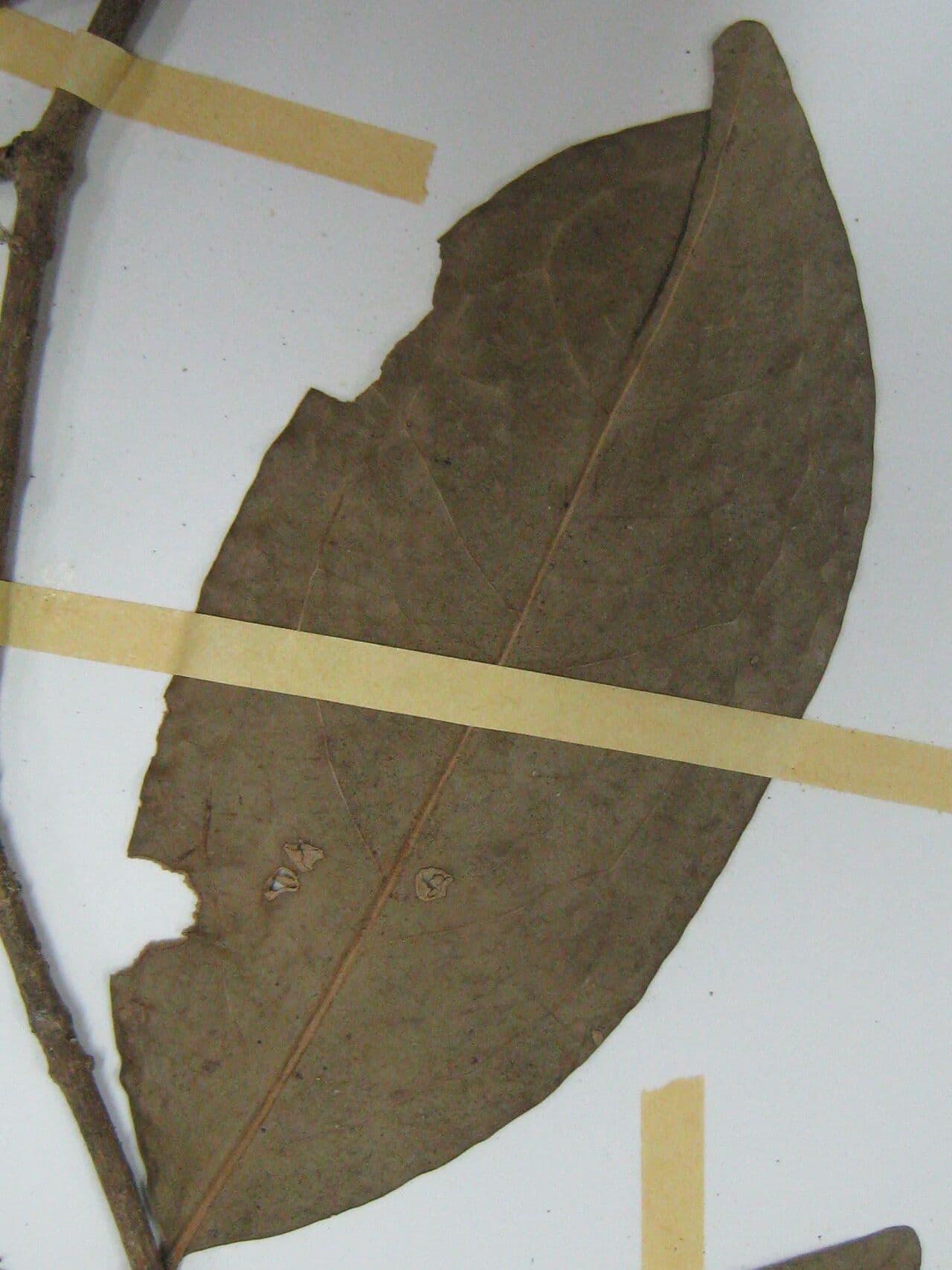 Eugenia 3