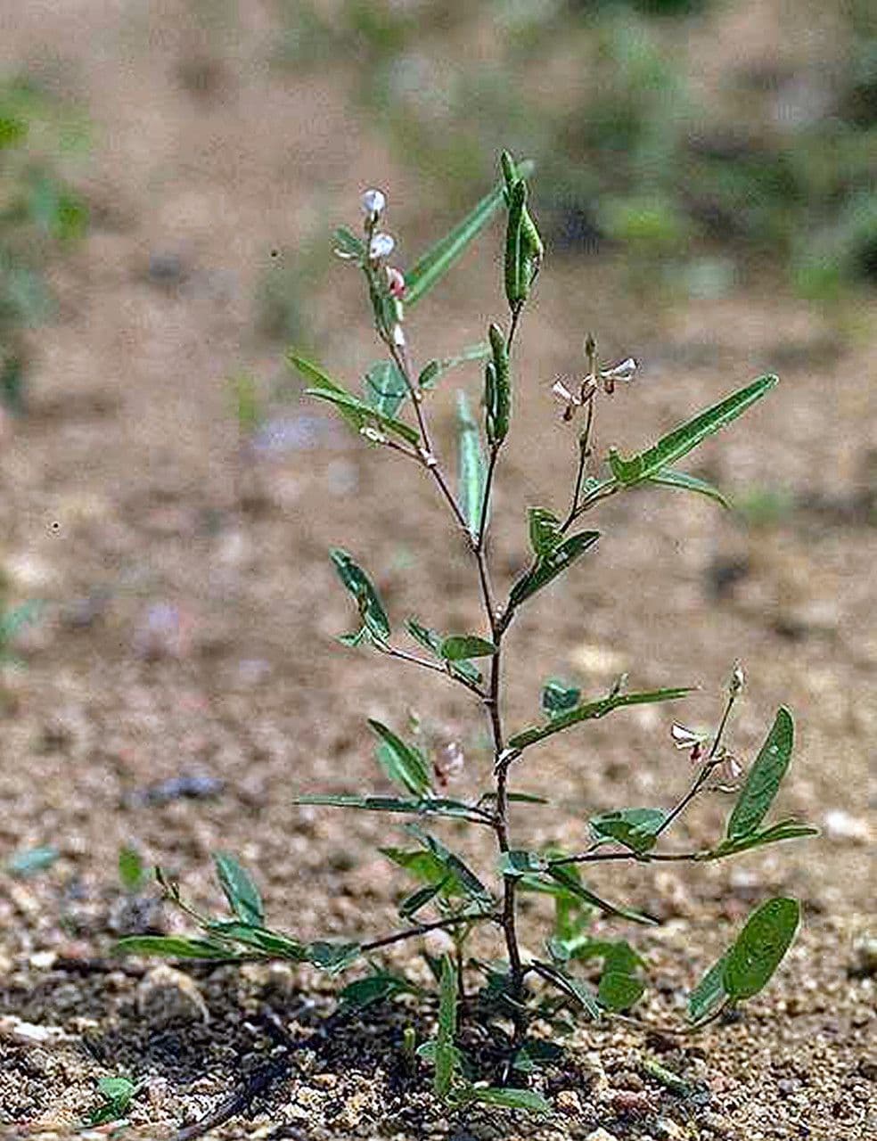 Alysicarpus ovalifolius 7