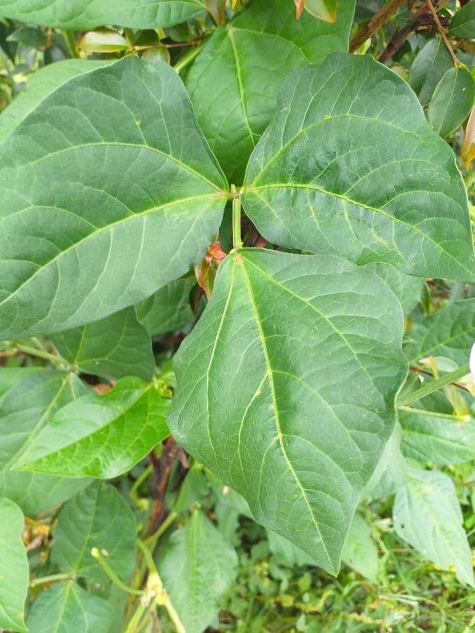 Vigna frutescens 15