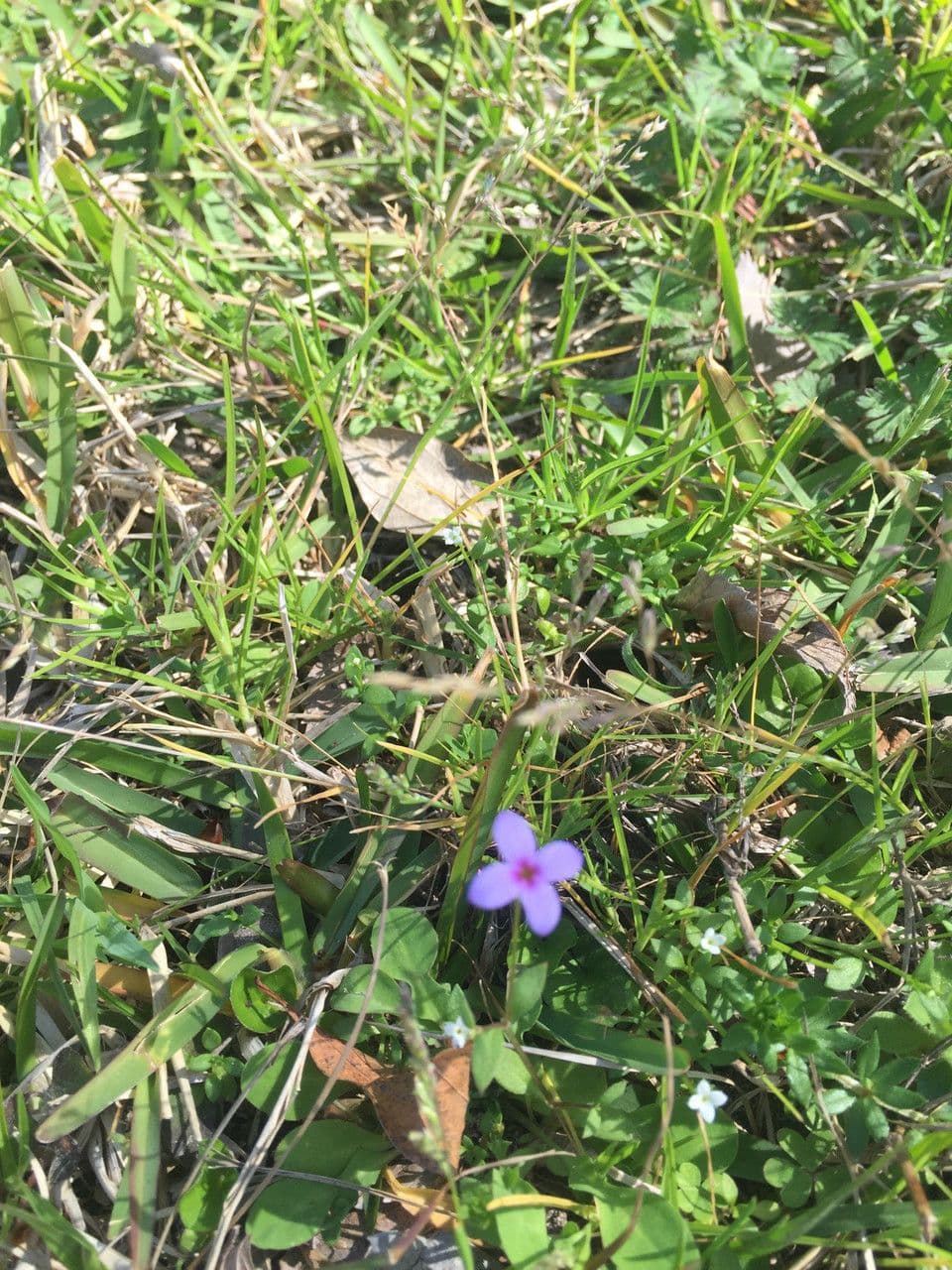 Houstonia minuta 9