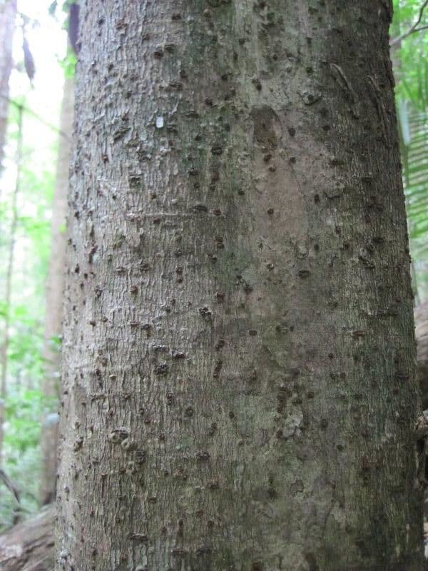 Aniba 3