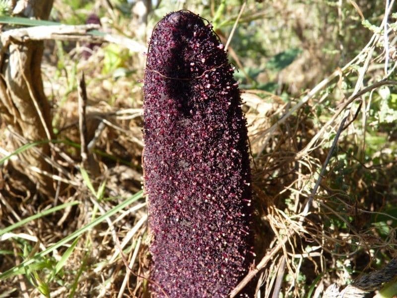 Krvavice 2