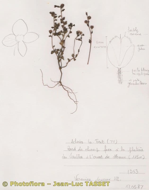 Veronica praecox 13