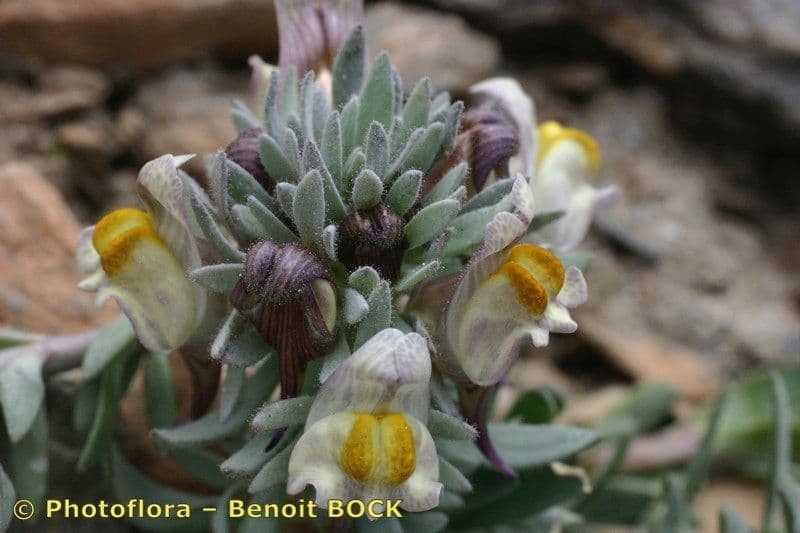 Linaria glaciale 5