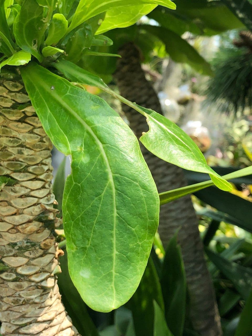 ʻŌlulu 18