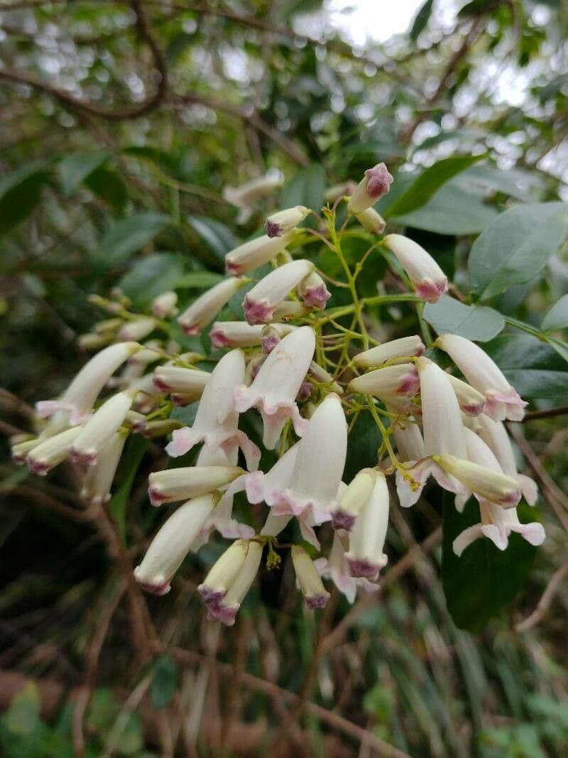 Pandorea 5