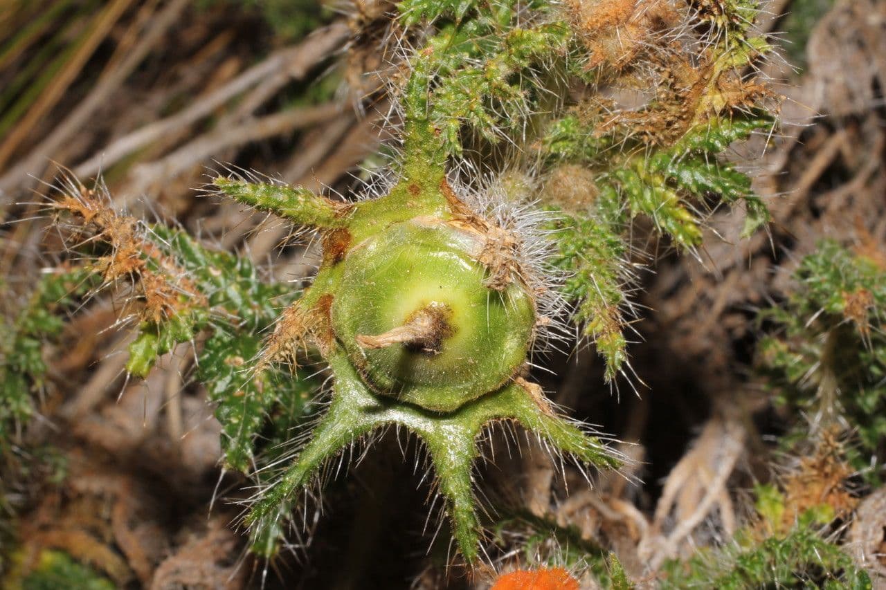 Caiophora 3
