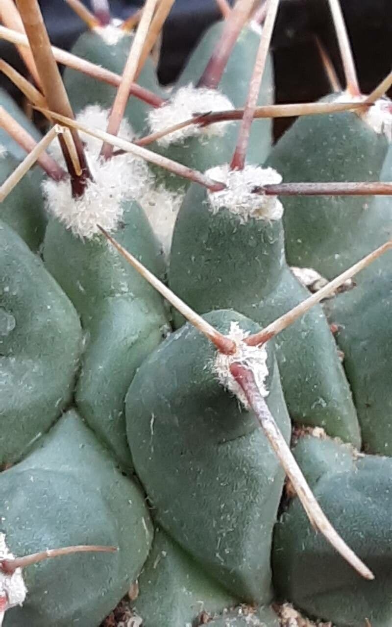 Thelocactus 3