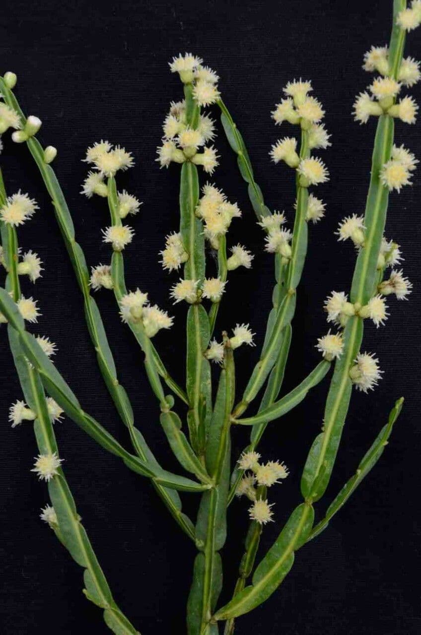 Baccharis 8