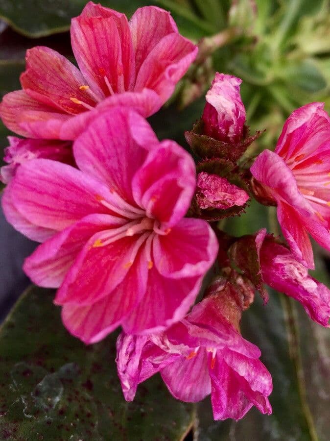 Lewisia cotyledon 5