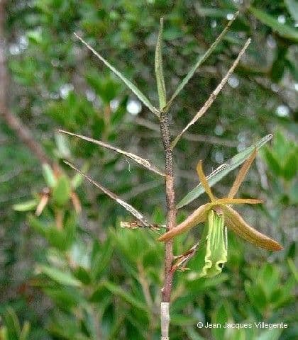 Dendrobium 2