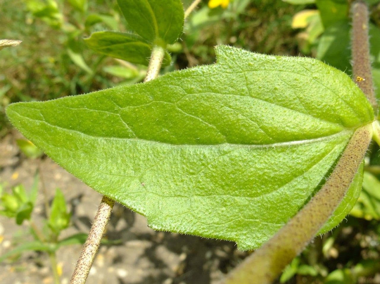 Lindheimera 8