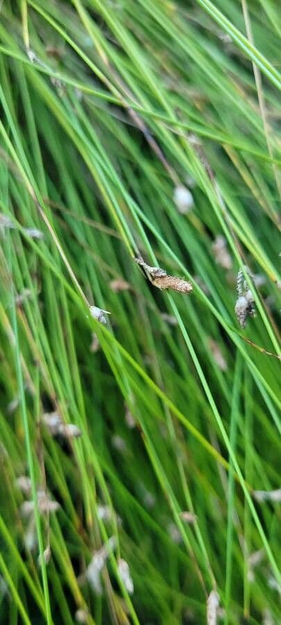 Junco de flor