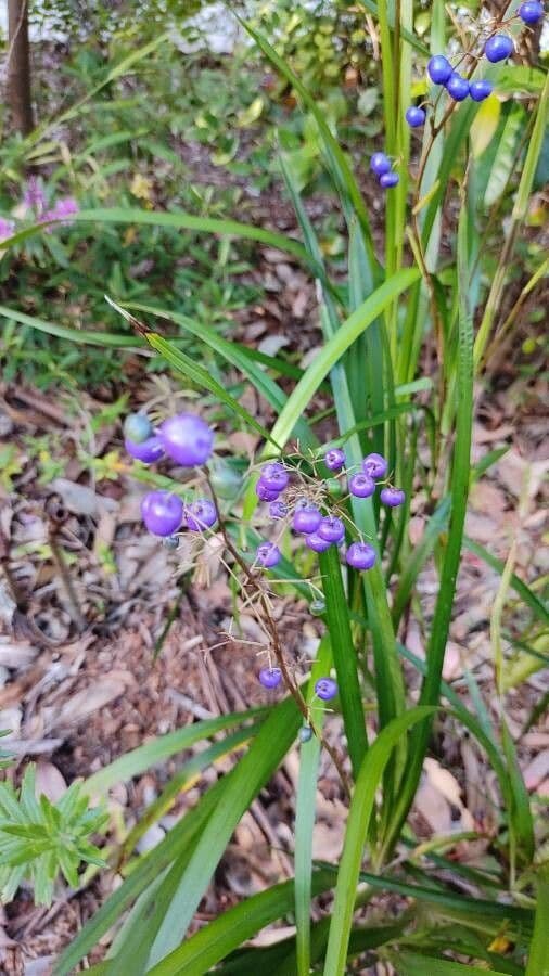 Dianella modrá 4