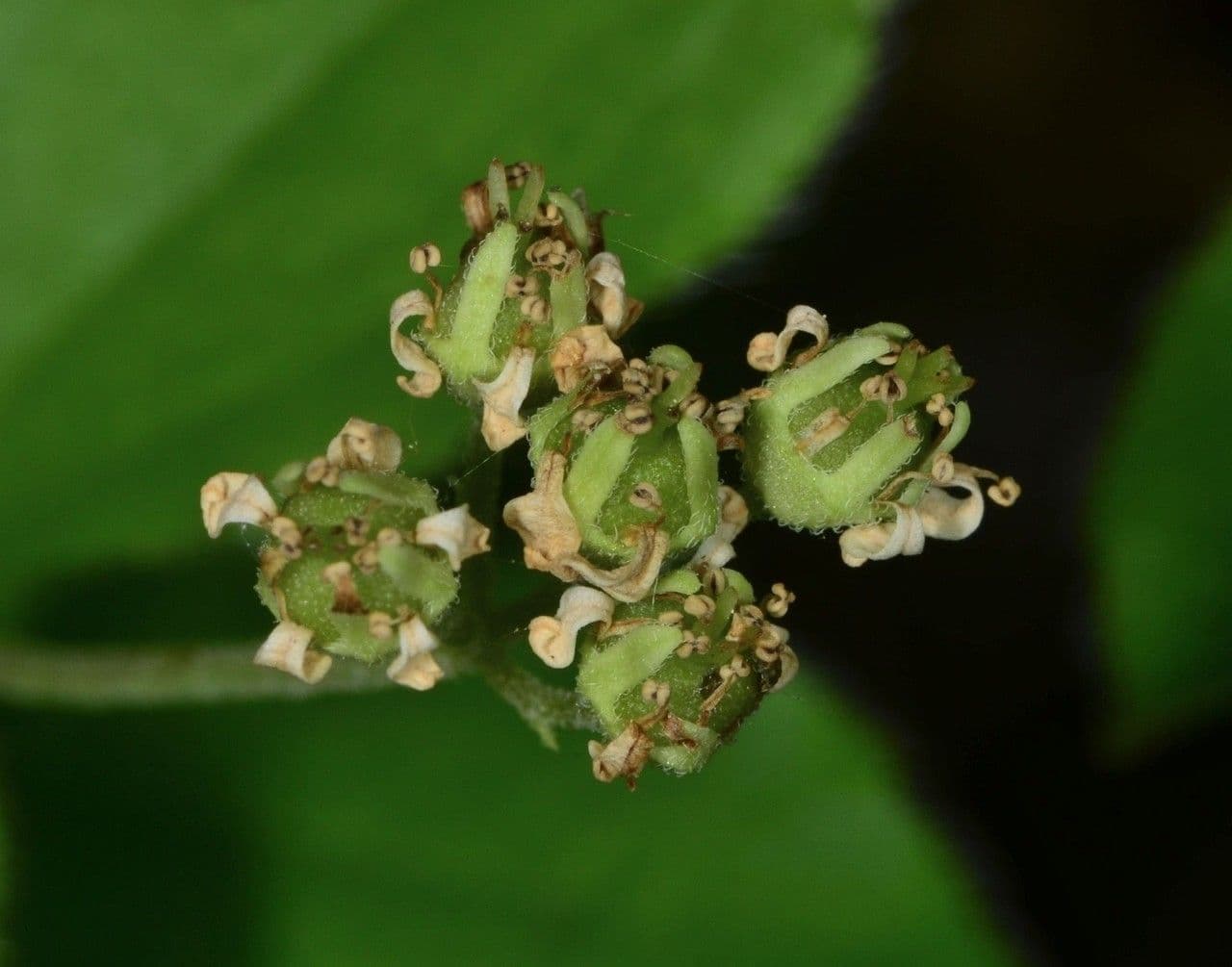 Whipplea modesta