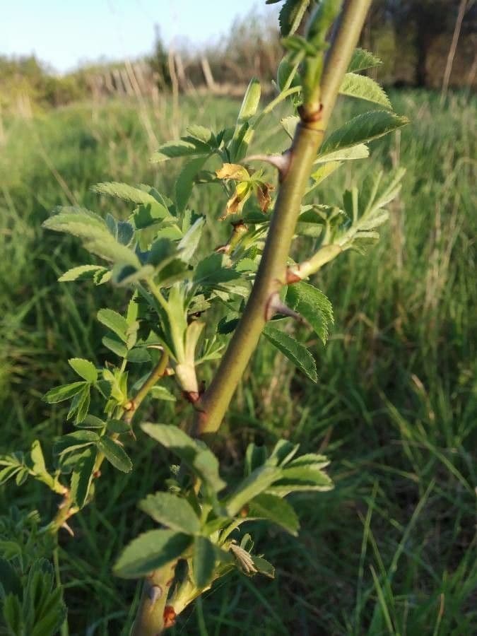 Rosa 22