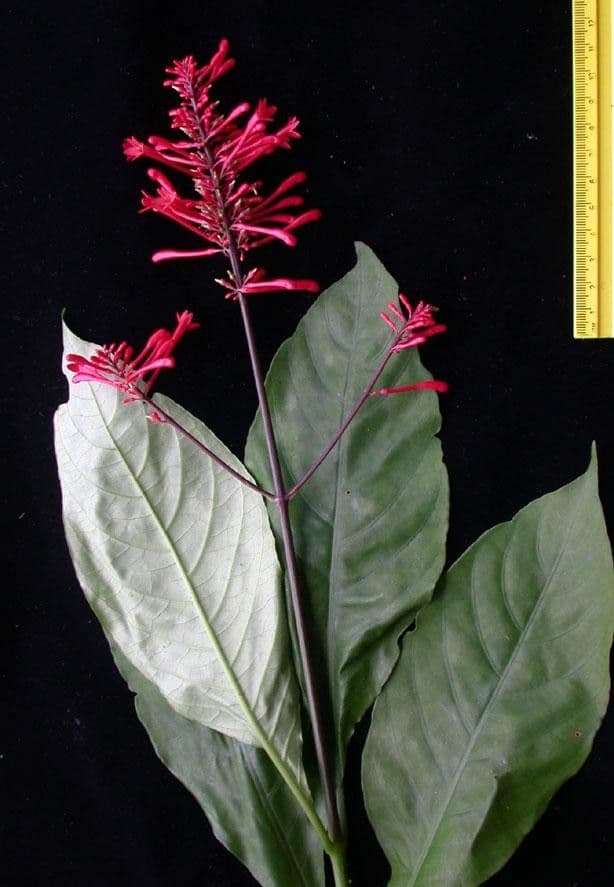 Odontonema 24