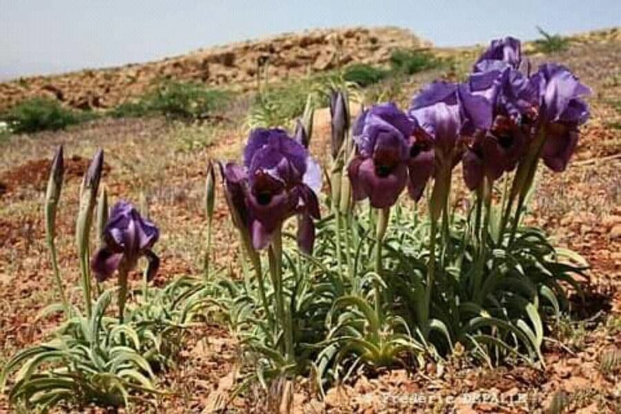 Iris antilibanotico