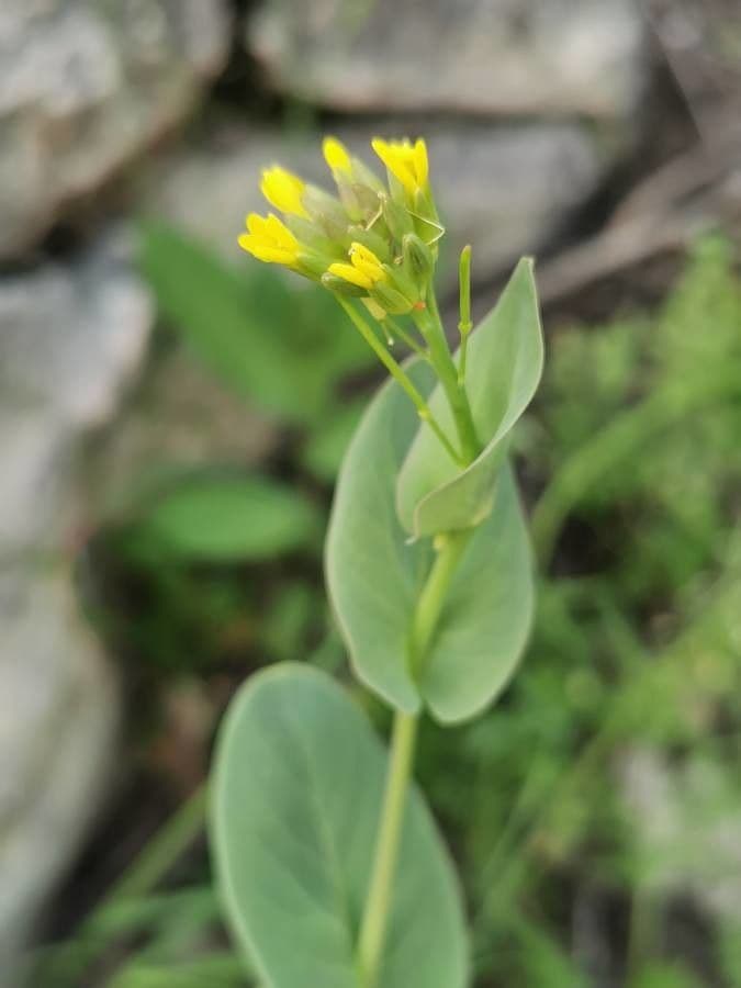 Conringia