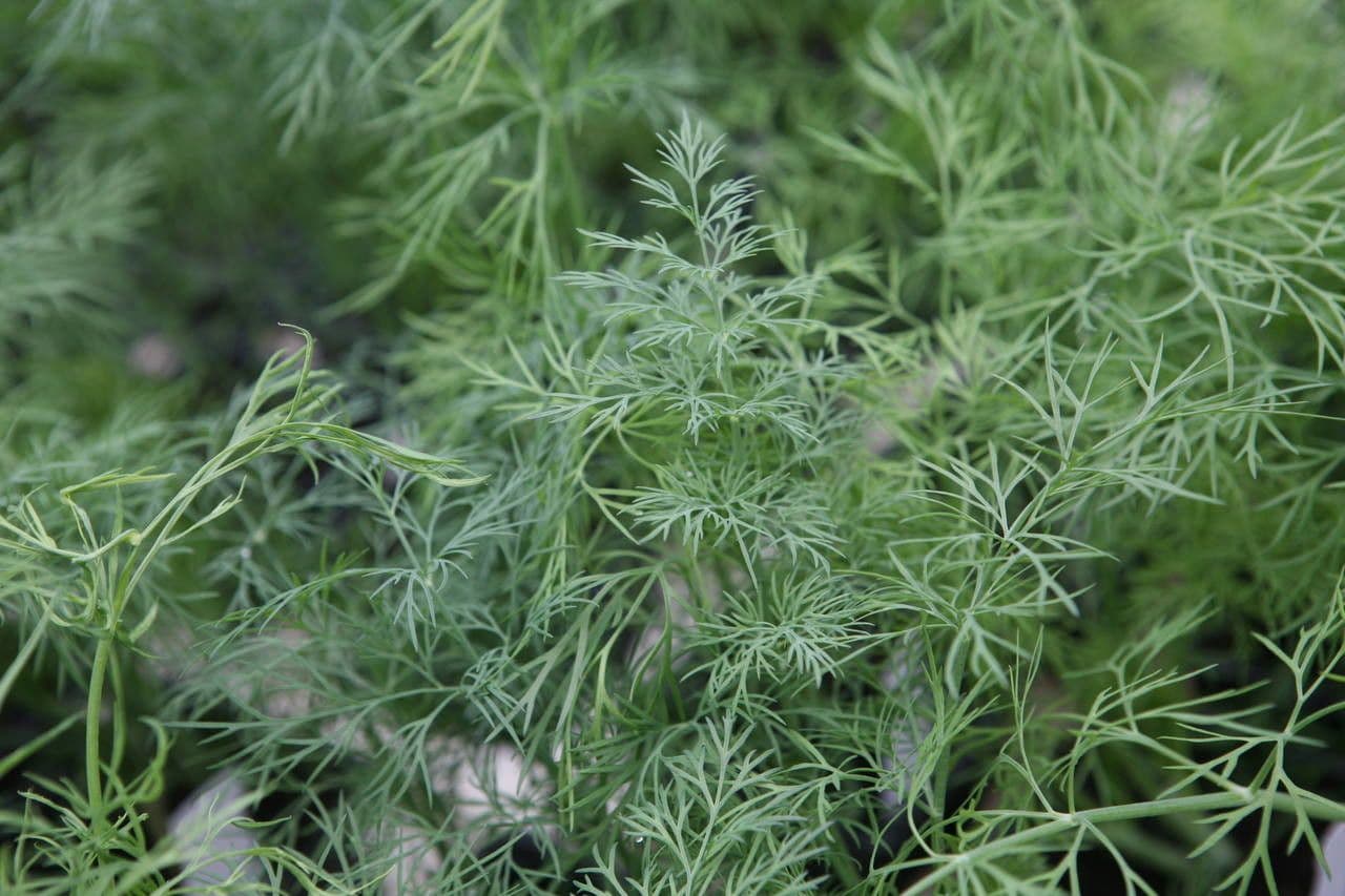 Dill 12