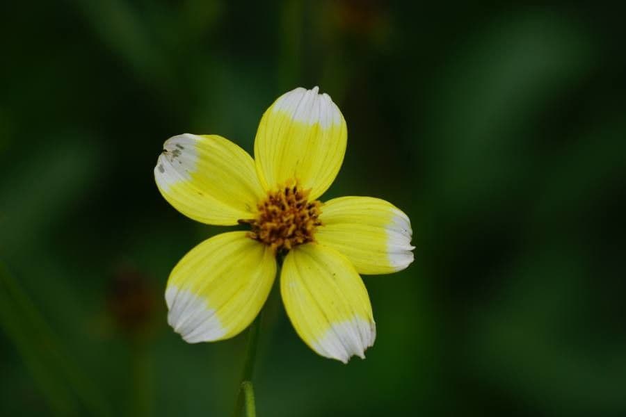 Bidens aurea 4