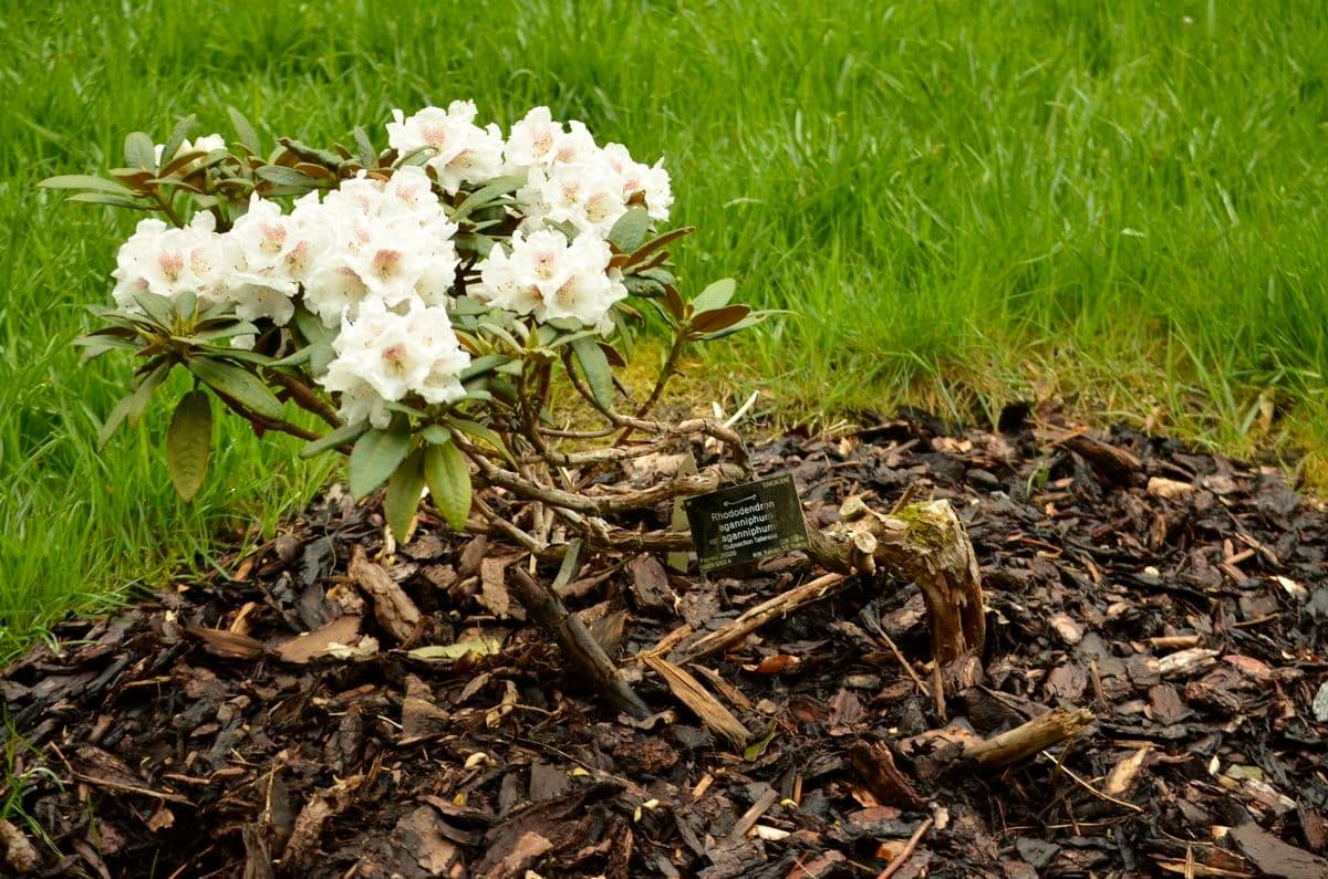 Rhododendron aganniphum 5