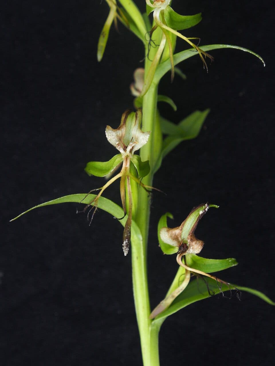 Habenaria 8