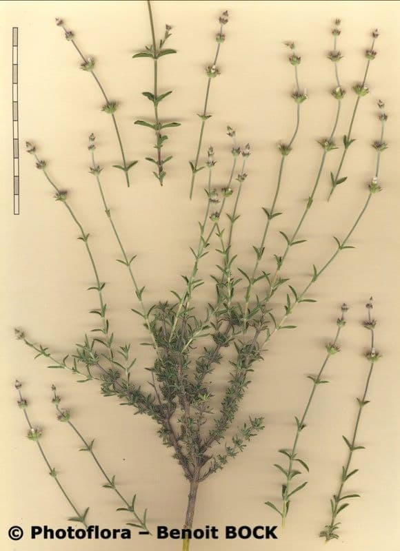 Sideritis 7