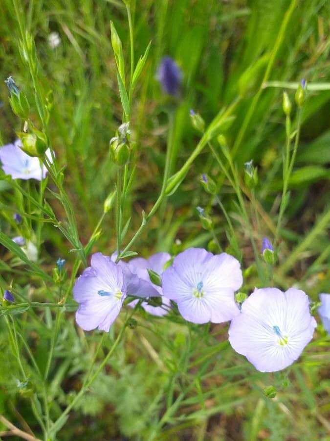 Linseed 8