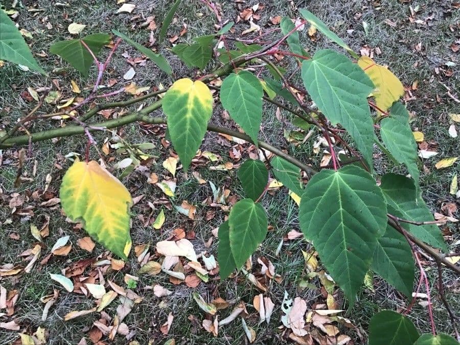 Maple 3