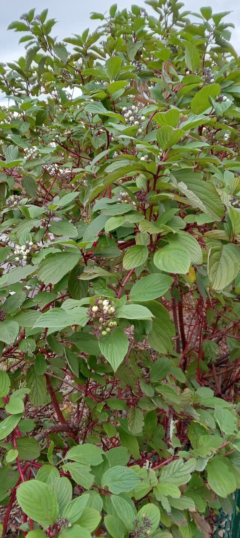 Svída výběžkatá 15