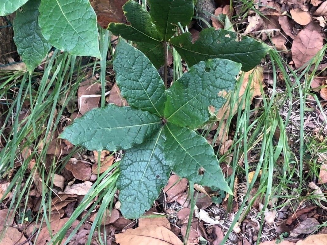 Quercia