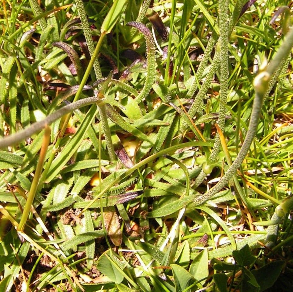 Silene 11