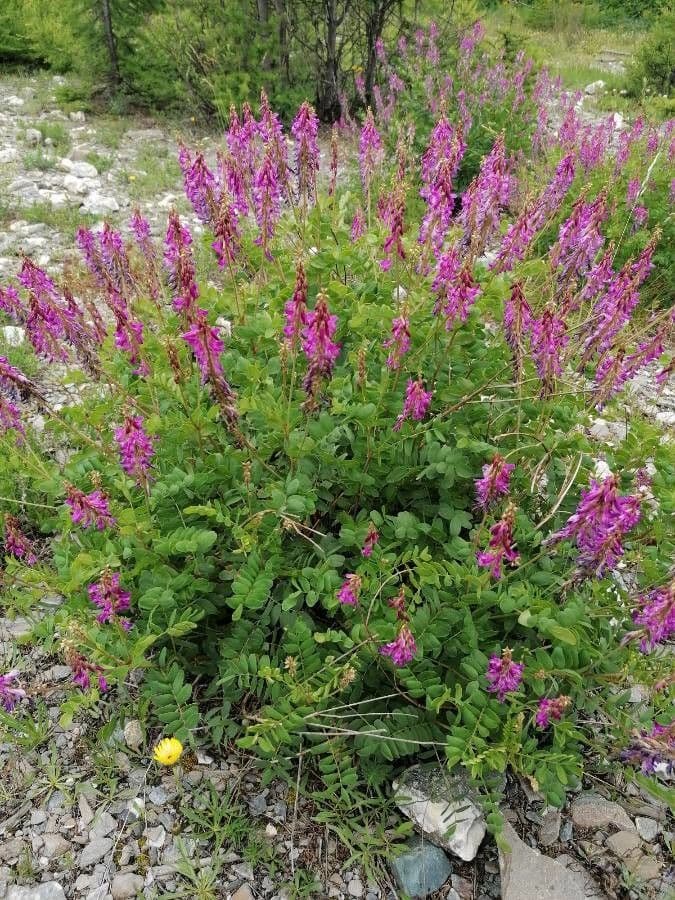 Jaskier alpejski 15