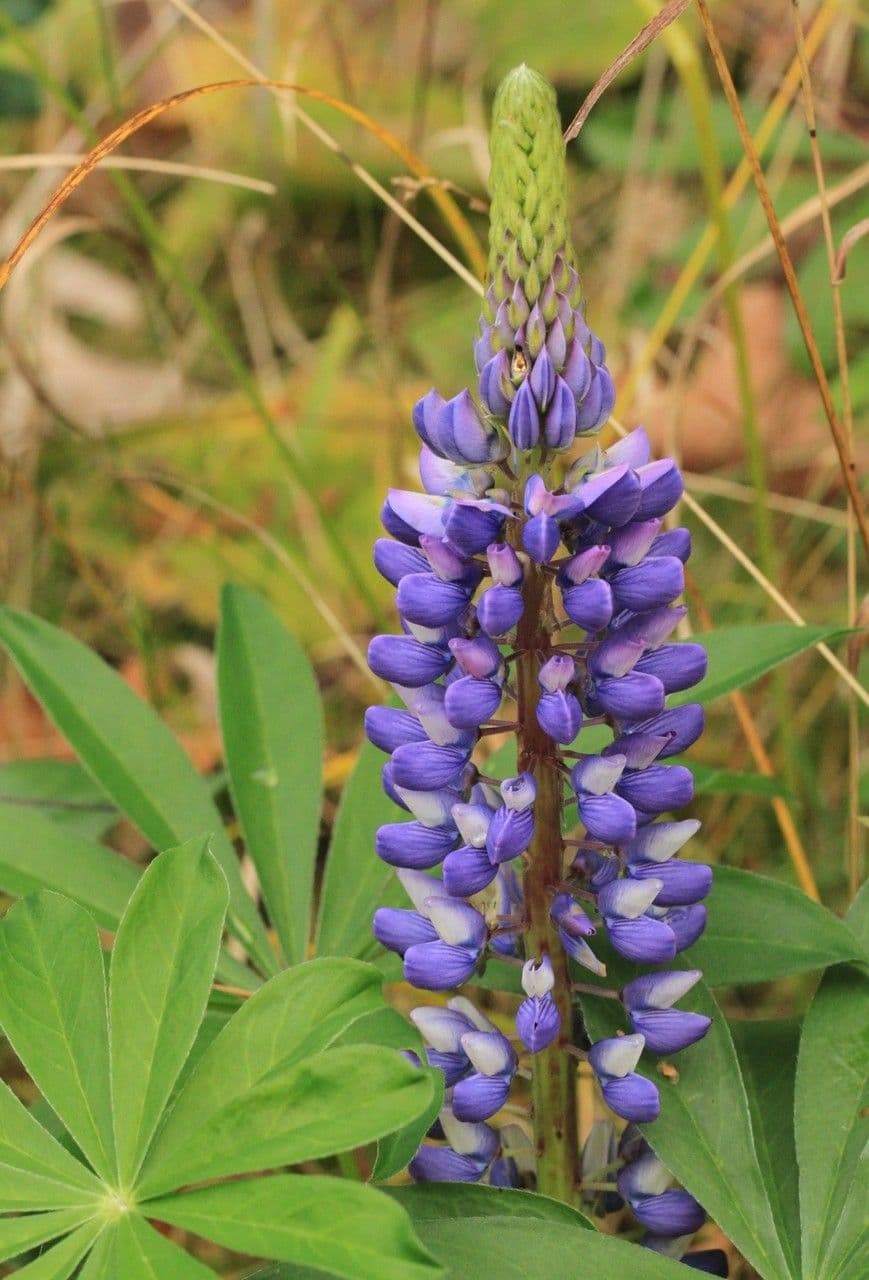 Dichtblütige Lupine 2