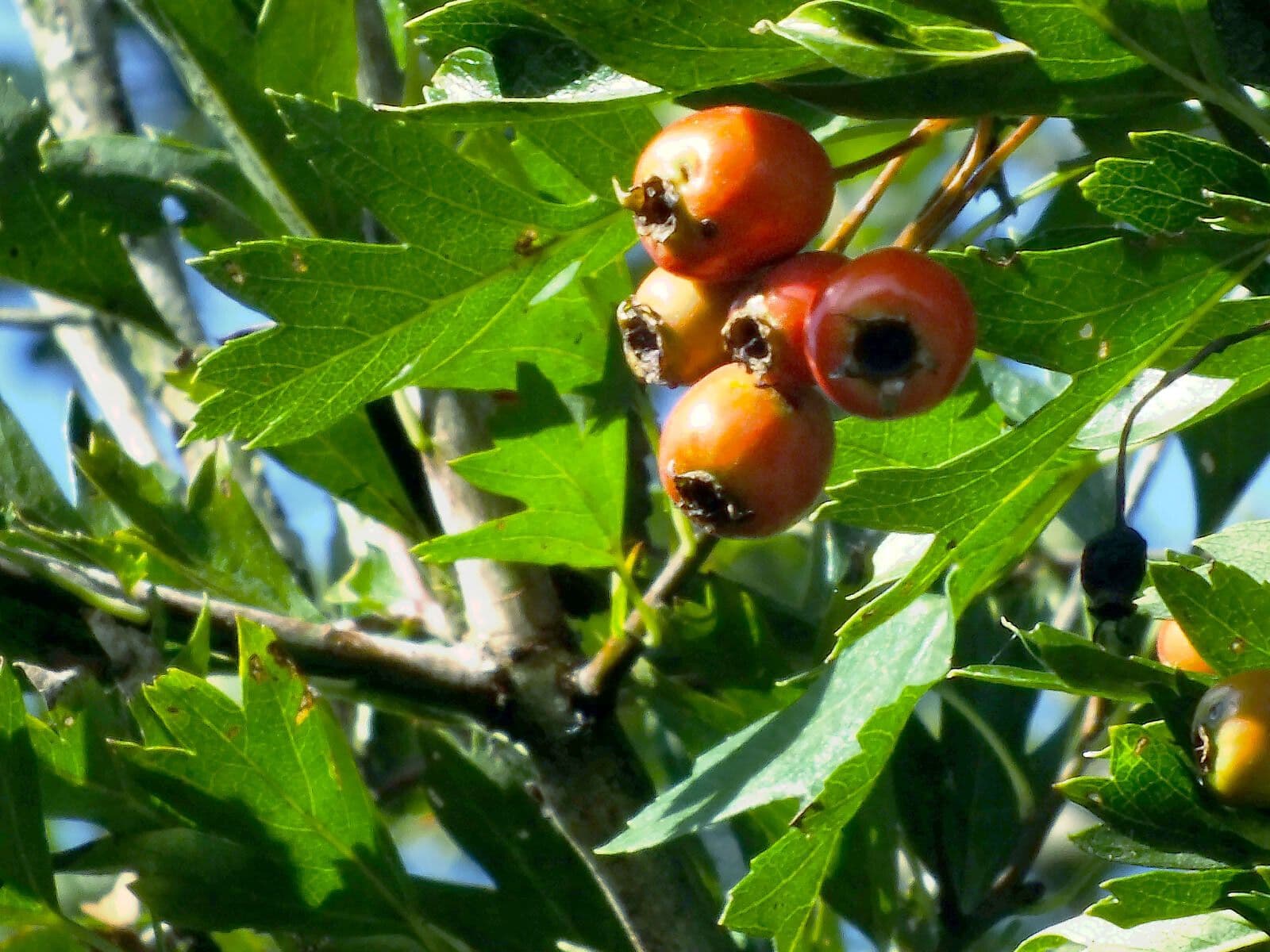 Azzarola 3