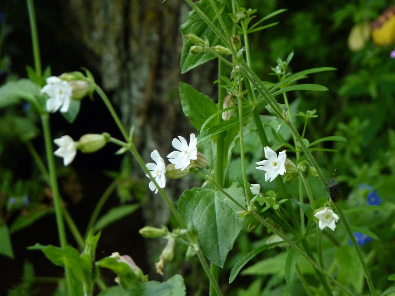 Silene bianca 14