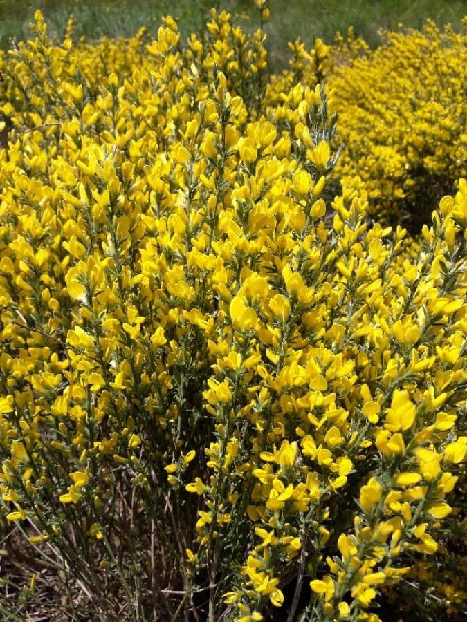 Ginestra cenerina 9
