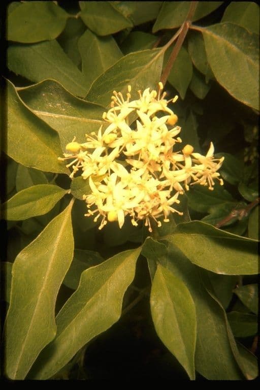 Cornus 3