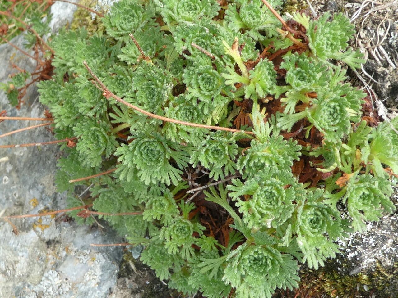 Behaarte Steinbrech 16